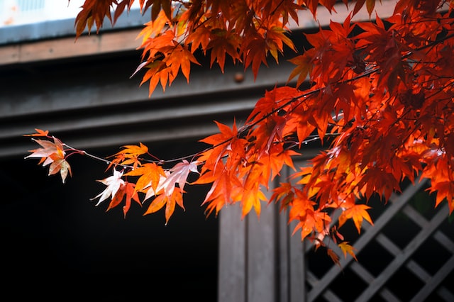 本土寺の紅葉２０２２ 見ごろやライトアップ アクセス方法も紹介 けいちゃんのんびりブログ