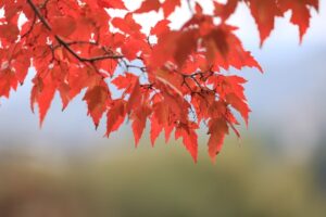 水元公園の紅葉２０２２のまとめのイメージ画像