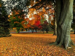 芝公園の紅葉２０２２の見ごろのイメージ画像