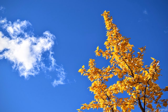 日比谷公園の紅葉のイメージ画像