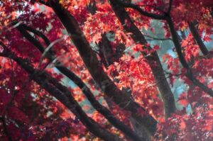 蓮華寺の紅葉２０２２のまとめのイメージ画像