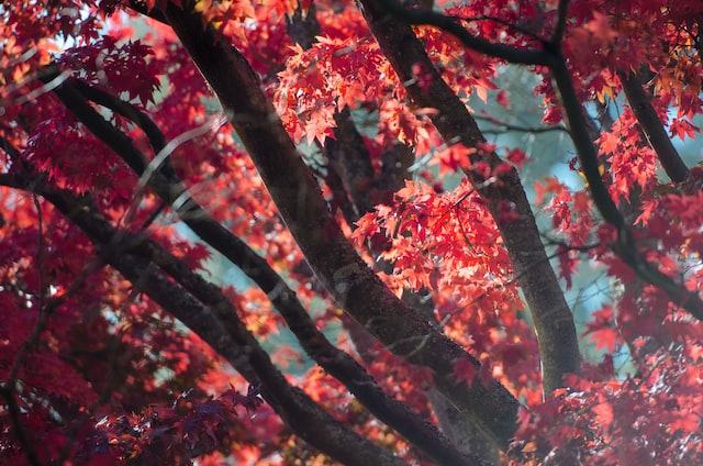 日比谷公園の紅葉のイメージ画像