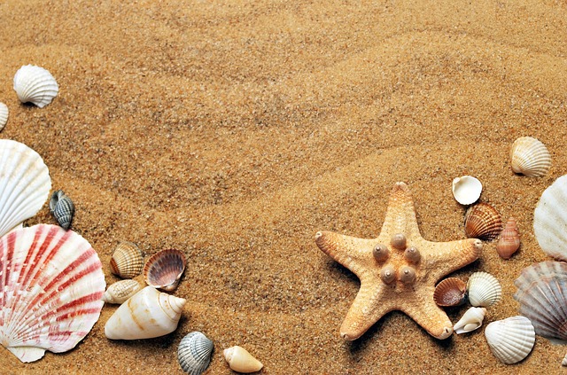 砂浜の、いろいろな貝殻の画像